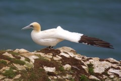 Gannet (Morus bassanus), RSPB Bempton Cliffs