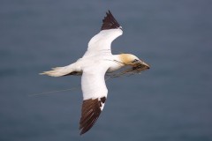 Gannet (Morus bassanus), RSPB Bempton Cliffs