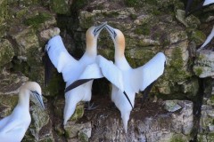 Gannet (Morus bassanus), RSPB Bempton Cliffs