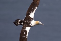 Gannet (Morus bassanus), immature, RSPB Bempton Cliffs