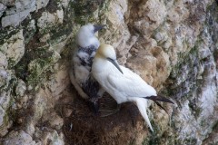 Gannet (Morus bassanus), with youngster, RSPB Bempton Cliffs