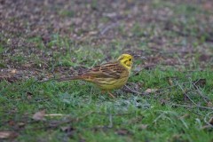 Yellowhammer (Emberiza citrinella), Woodside Nurseries, Austerfield.