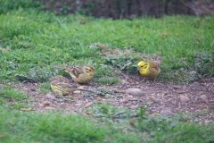 Yellowhammer (Emberiza citrinella), Woodside Nurseries, Austerfield.