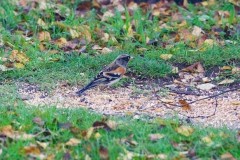 Brambling (Fringilla montifringilla), Woodside Nurseries, Austerfield.