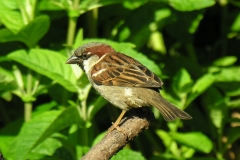 House Sparrow (Passer domesticus), Dinnington