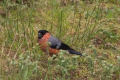 Bullfinch (Pyrrhula Pyrrhula), male, Woodside Nurseries, Austerfield.