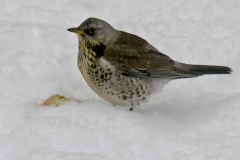 Fieldfare (Turdus pilaris), Dinnington.