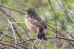 Stonechat juvenile (Saxicola rubicola), Thorne Moor.