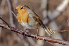 Robin (Erithacus rubecula), Thorne Moor.