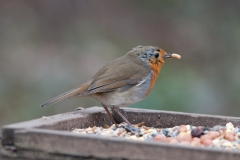 Robin (Erithacus rubecula), Clumber Park.