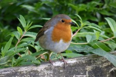 Robin (Erithacus rubecula),  Bamford