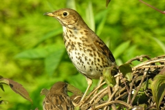 Song Thrush  (Turdus philomelos), Dinnington