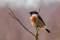 Stonechat (Saxicola rubicola), Thorne Moor.