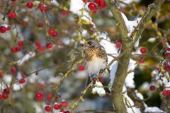 Fieldfare (Turdus pilaris), Woodside Nurseries, Austerfield.