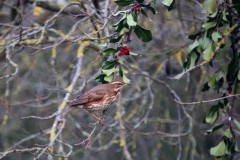 Redwing (Turdus iliacus), Woodside Nurseries, Austerfield.