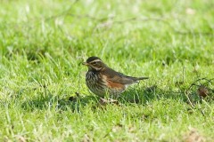 Redwing (Turdus iliacus), Woodside Nurseries, Austerfield.