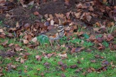 Redwing (Turdus iliacus), Woodside Nurseries, Austerfield.