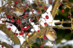 Fieldfare (Turdus pilaris), Woodside Nurseries, Austerfield.