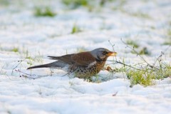 Fieldfare (Turdus pilaris), Woodside Nurseries, Austerfield.