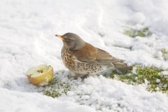 Fieldfare (Turdus pilaris), Woodside Nurseries, Austerfield.