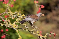 Fieldfare (Turdus pilaris), Woodside Nurseries, Austerfield.