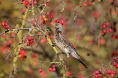 Fieldfare (Turdus pilaris), Woodside Nurseries, Austerfield.