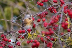 Fieldfare (Turdus pilaris), Woodside Nurseries, Austerfield.