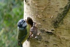 Blue Tit - Parus caeruleus, Potteric Carr.