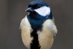 Great Tit (Parus major), Clumber Park.