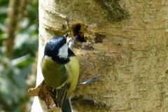 Great Tit - Parus major, Potteric Carr.