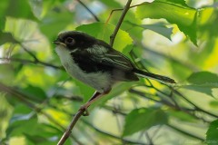 Long-tailed Tit, imature (Aegithalos caudatus), Thorne Moor.