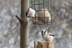 Long-tailed Tit - Aegithalos caudatus, Potteric Carr.