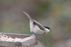 Willow Tit (Parus montanus), Clumber Park.