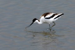 Avocet (Recurvirostra avosetta),