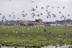 Black-tailed Godwit (Limosa limosa), Southport.