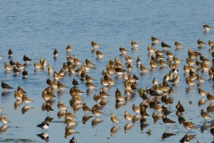 Golden Plover (Pluvialis apricaria), Old Moor RSPB.