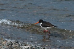 Oystercatcher (Haematopus ostalegus), St Mary’s Island,