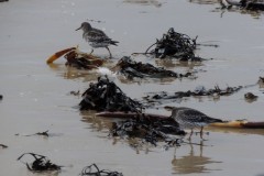 Purple Sandpiper (Calidris maritima), St Mary’s Island,