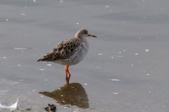 Redshank (Tringa totanus), Martin Mere.