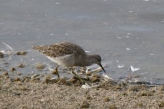 Ruff (Philomachus pugnax), St Mary’s Island,