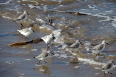 Sanderling (Calidris alba), St Mary’s Island,