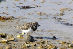 Turnstone (Arenaria interpres), St Mary’s Island,