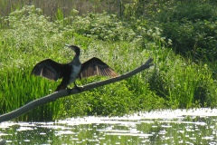 Cormorant (Phalacrocorax carbo), Clumber Park.