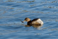 Little Gebe (Tachybaptus ruficollis), Lakeside, Doncaster.