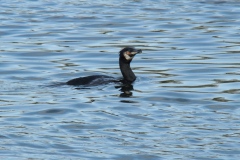 Cormorant (Phalacrocorax carbo)