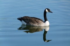 Canada Goose (Branta canadensis) Lakeside, Doncaster.