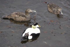 Eider Duck (Sametaria mollissima), North Berwick.