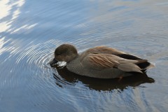 Wigeon (Anas penelope), female, Leighton Moss RSPB.