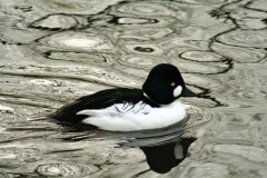 Golden Eye (Bucephala clangula).