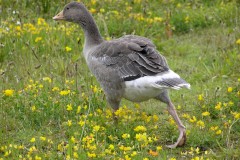 Greylag (Anser anser), Far Ings, Humberside.